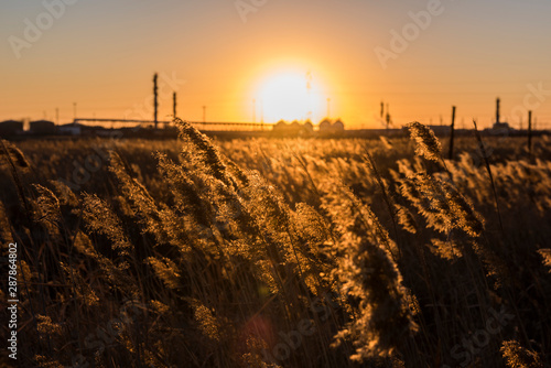 Close-up of Wild Plants Growing in the Field
