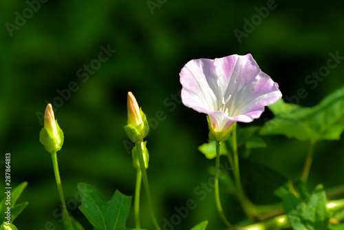 Close-up of Wild Plants Growing in the Field