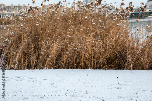Close-up of Wild Plants Growing in the Field