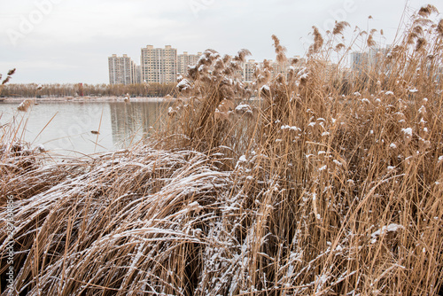 Close-up of Wild Plants Growing in the Field