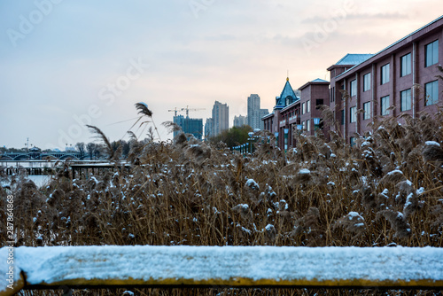 Close-up of Wild Plants Growing in the Field