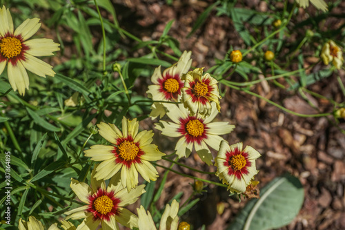 Coreopsis "Redshift" is a flowering plant in the Asteraceae family. Common names include calliopsis and tickseed.