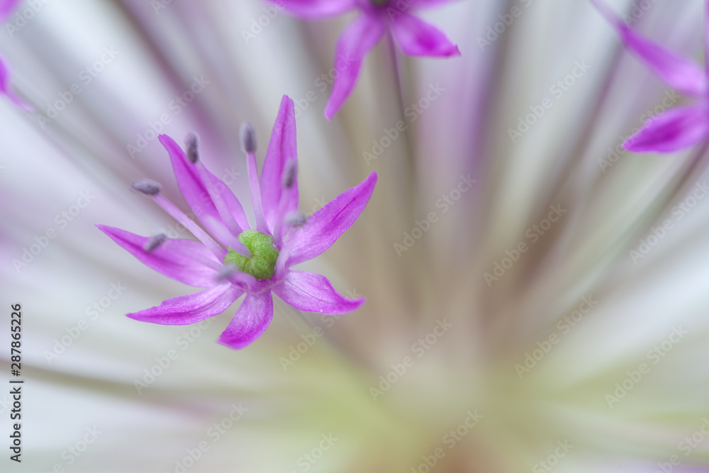 Obraz premium close-up of blooming violet blossoms of a garden leek (Allium)