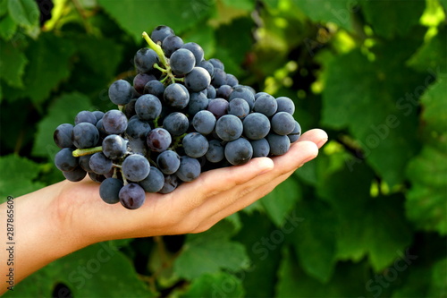 A young man harvests blue grapes from the vines on the farm