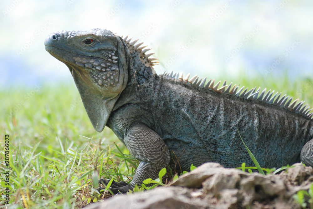 Fototapeta premium Cayman Blue Iguana basks in the tropical sunlight of the Cayman Islands