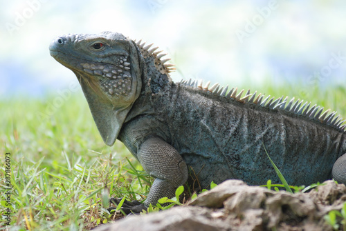 Cayman Blue Iguana basks in the tropical sunlight of the Cayman Islands