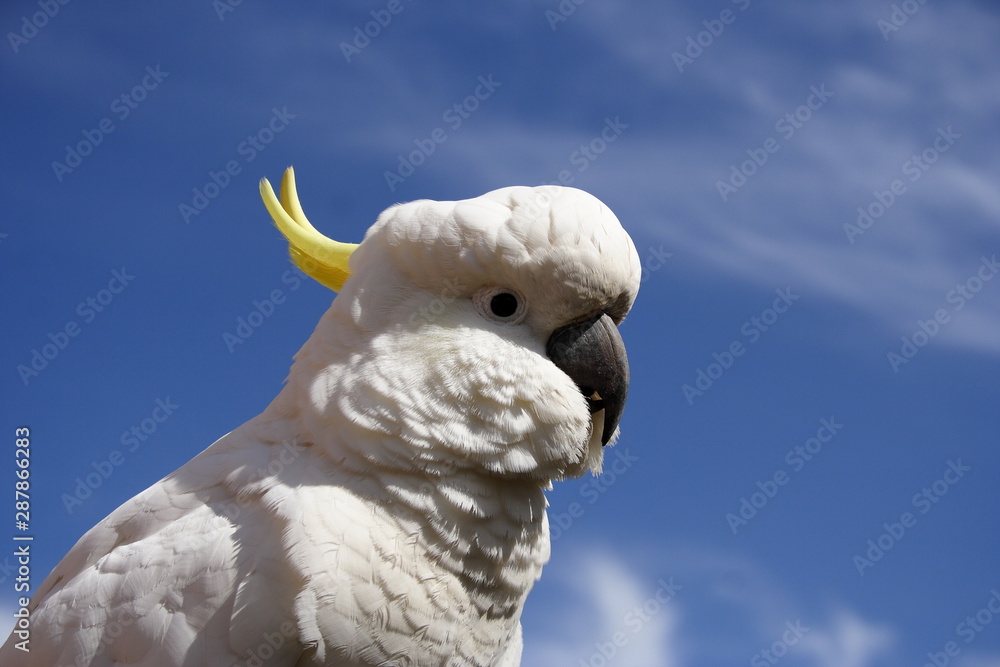 Sulphur Crested Cockatoo with cloudy blue sky background Sulphur Crested Cockatoo with cloudy blue sky background