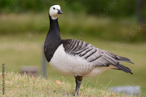 A Barnacle Goose poses in handsome black and white plumage in Djurg  rden  Sweden