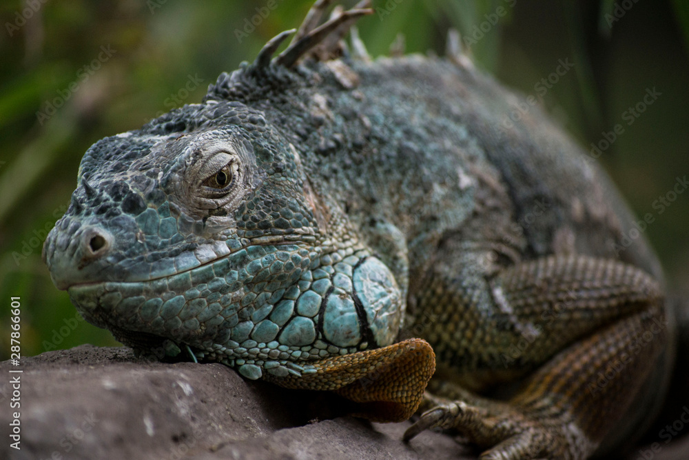 Iguana in zoo close up Iguana in zoo close up