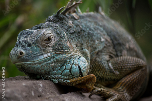 Iguana in zoo close up