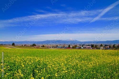菜の花畑と磐梯山（福島県・会津美里町）