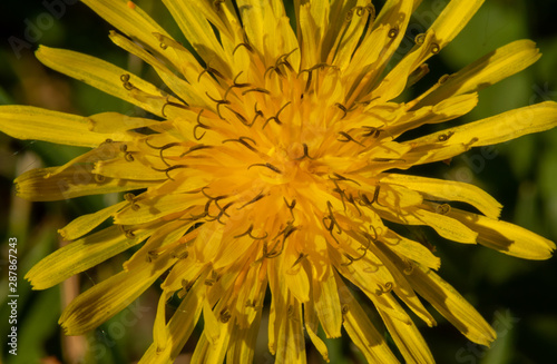 Bursting Yellow Flower