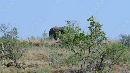 Adult elephant walking on a ridge under the blue sky in South Africa.