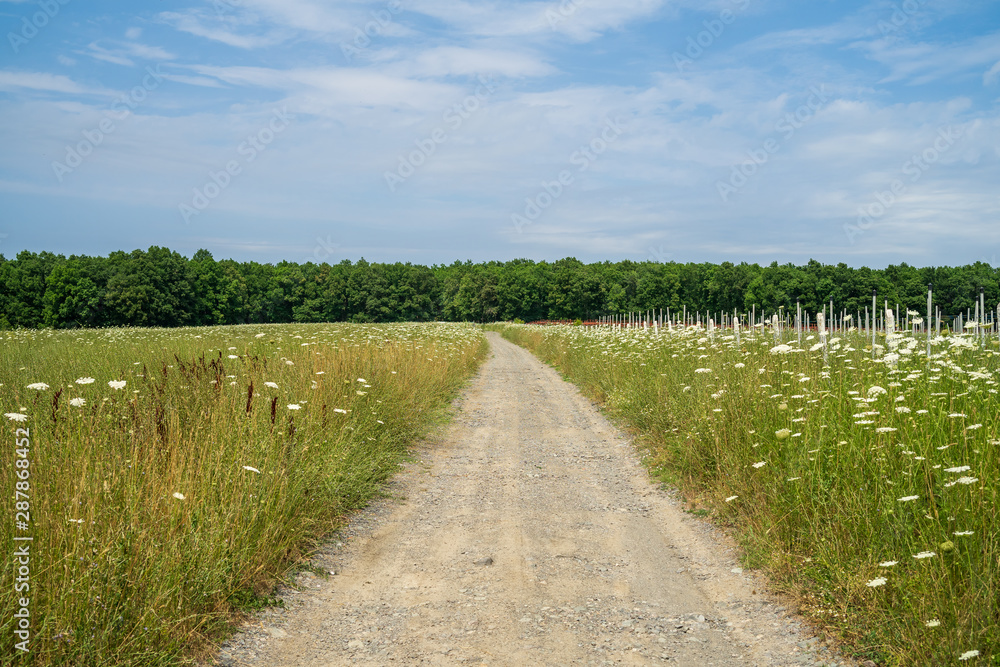 A dirt road through a summer field stretching into the distance. A dirt road through a summer field stretching into the distance.