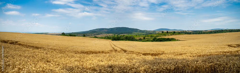 Panoramic view of a wheat field. Agricultural grounds. Ripe ears of corn. Start harvesting.