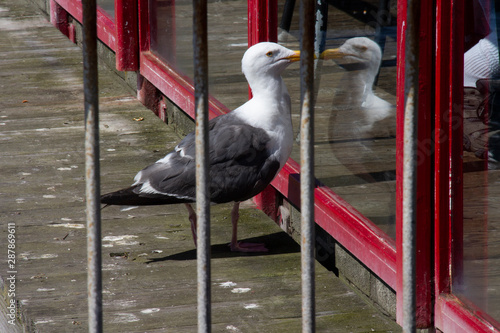 The seagull is looking through the window of a restraunt, waiting for someone to drop their food. His reflection clearly showing.  You can see this through the metal bras of the fence.