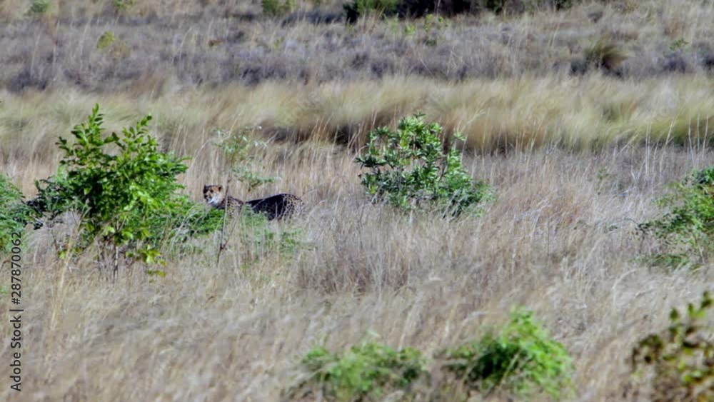 Adult female cheetah walking through a grass field in South Africa. The two sisters are separately filmed during multiple shots. Adult female cheetah walking through a grass field in South Africa. The two sisters are separately filmed during multiple shots.