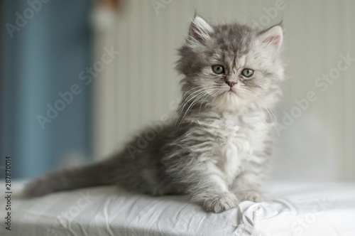 Cute kitten cat gray and shot hair.