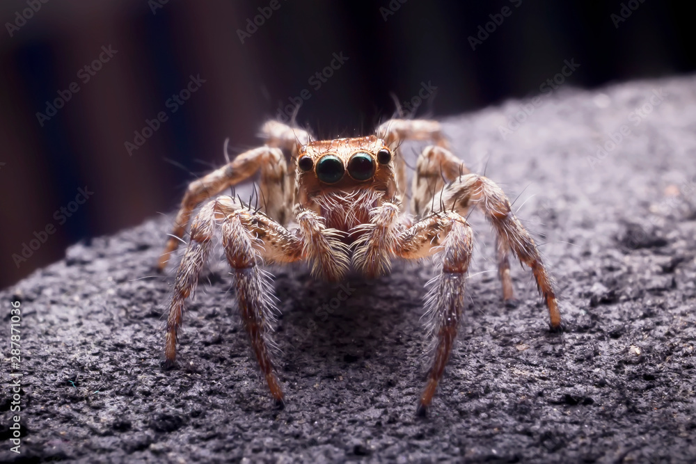 Close up of the jumping spiger on dry branches with black background. Selective focus of the yellow spider on dry leaf in the morning. Close up of the jumping spiger on dry branches with black background. Selective focus of the yellow spider on dry leaf in the morning.