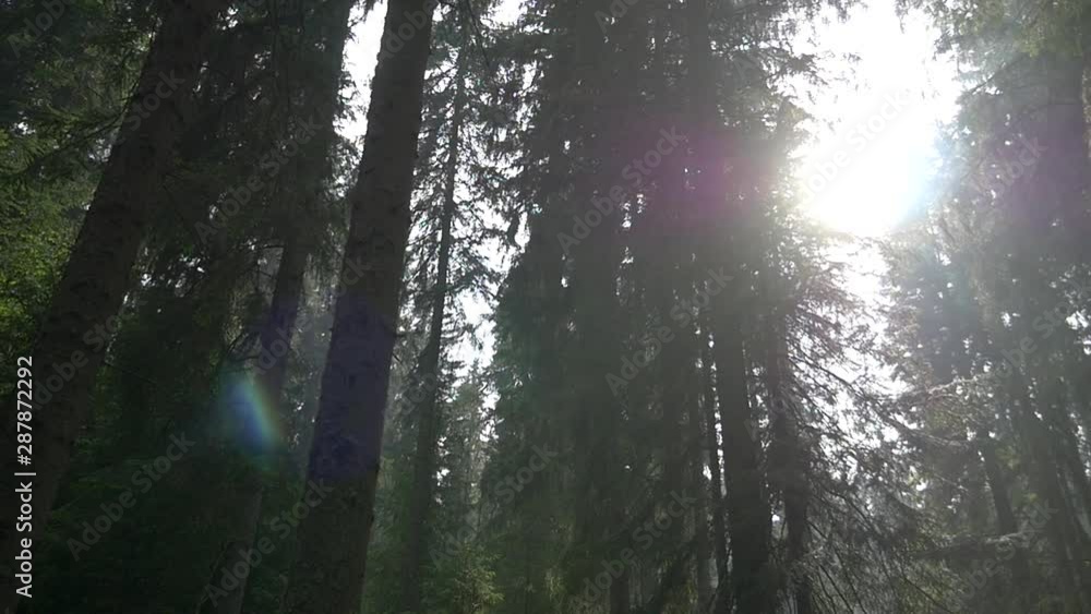 Sun rays passing through a pine forest Sun rays passing through a pine forest