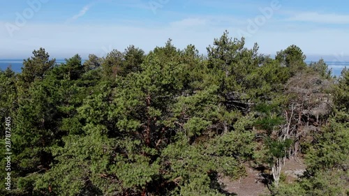 Drone raising above tree line revealing ocean photo