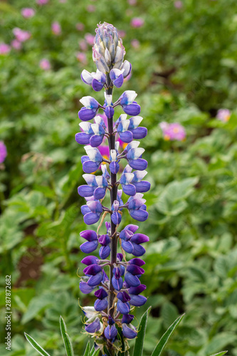 Texas Bluebonnet (Lupinus texensis) flower blooming at the forest