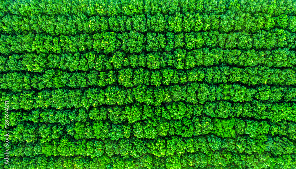 Top view of a rubber tree forest in thailand Top view of a rubber tree forest in thailand
