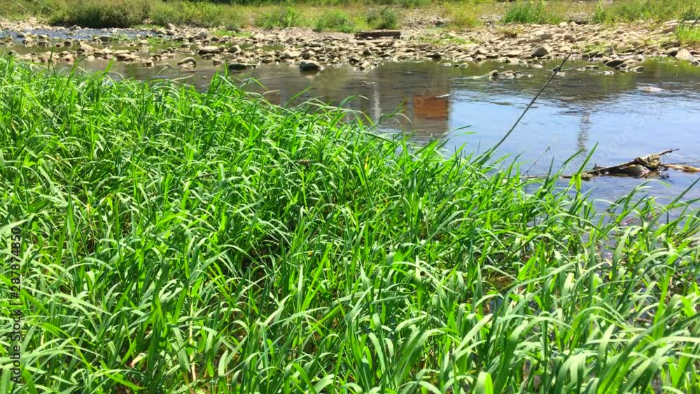 A green tall lake reed sways in a gentle breeze in the clear water of a drying river on a clear sunny day. A green tall lake reed sways in a gentle breeze in the clear water of a drying river on a clear sunny day.