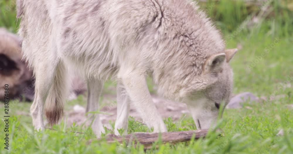 White Wolf smells ground while walking. Wolf laying in background. Close up 4K shot on RED. White Wolf smells ground while walking. Wolf laying in background. Close up 4K shot on RED.