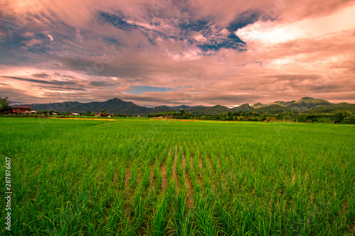 The close background of the green rice fields, the seedlings that are growing, are seen in rural areas as the main occupation of rice farmers who grow rice for sale or living.