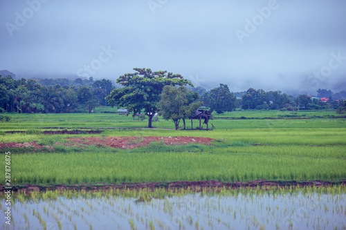 The close background of the green rice fields  the seedlings that are growing  are seen in rural areas as the main occupation of rice farmers who grow rice for sale or living.
