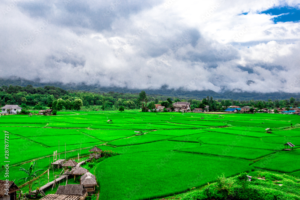 The close background of the green rice fields, the seedlings that are growing, are seen in rural areas as the main occupation of rice farmers who grow rice for sale or living. The close background of the green rice fields, the seedlings that are growing, are seen in rural areas as the main occupation of rice farmers who grow rice for sale or living.