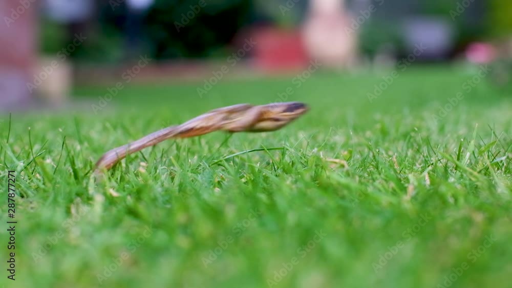 A slow motion jump of a frog in the grass. A slow motion jump of a frog in the grass.