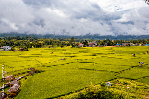 The close background of the green rice fields, the seedlings that are growing, are seen in rural areas as the main occupation of rice farmers who grow rice for sale or living.