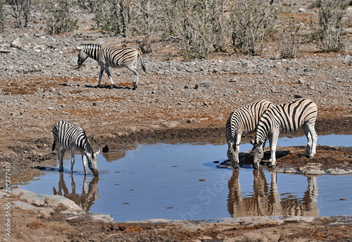 Animals in Etosha National Park in Namibia.