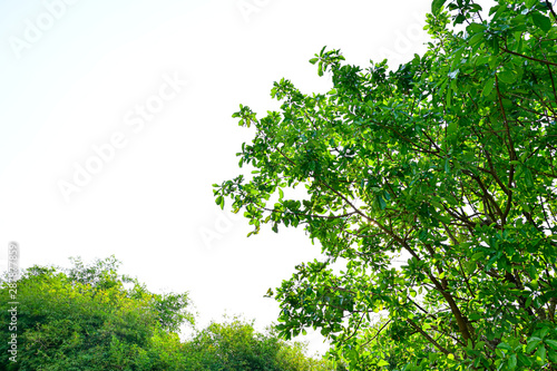 Beautiful green  tree sky background