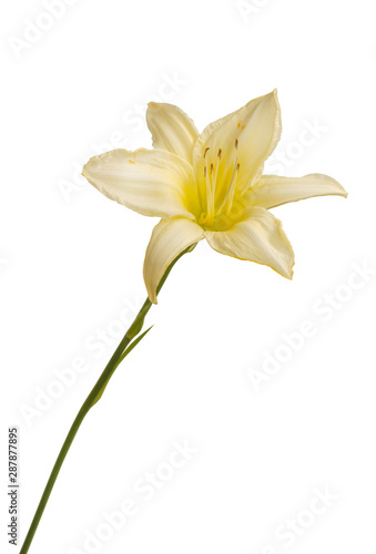 Daylily (Hemerocallis) " Winning Ways" on a white background