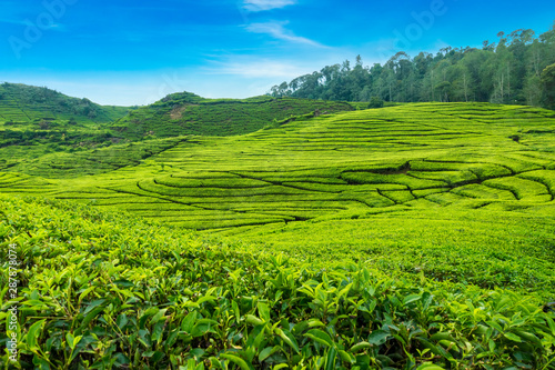 Beautiful Scenery of Tea Plantation view at ciwidey, Bandung West Java, Indonesia.