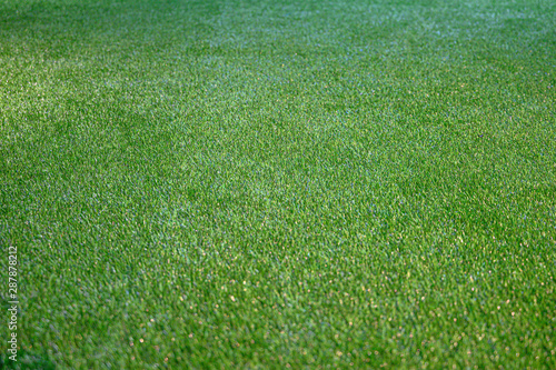 Close up green grass field with blur park background,Spring and summer concept