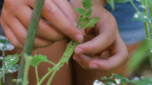 Hands slowly pull a Tobacco Hornworm off of a young tomato plant.  They pull slowly to prevent further damage to the plant since the feet of the pest are sticky and cling to the stem. Removing pests.