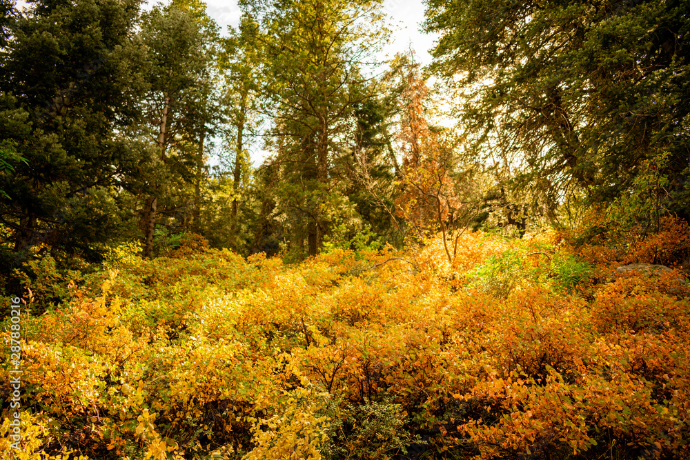 Fototapeta premium Golden Autumn