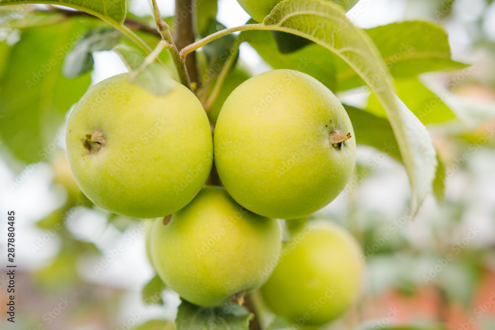 apples on a tree. green apples in the garden. ripe bulk apples. home garden. fresh fruits. apples close up.