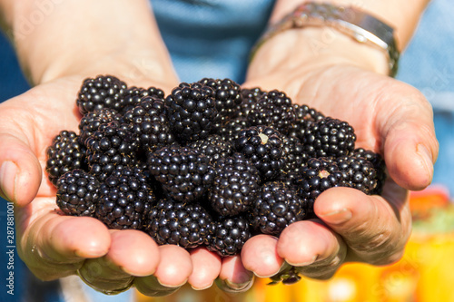Fresh organic blackberries. Organic fruit. Women hands with freshly harvested blackberries.
