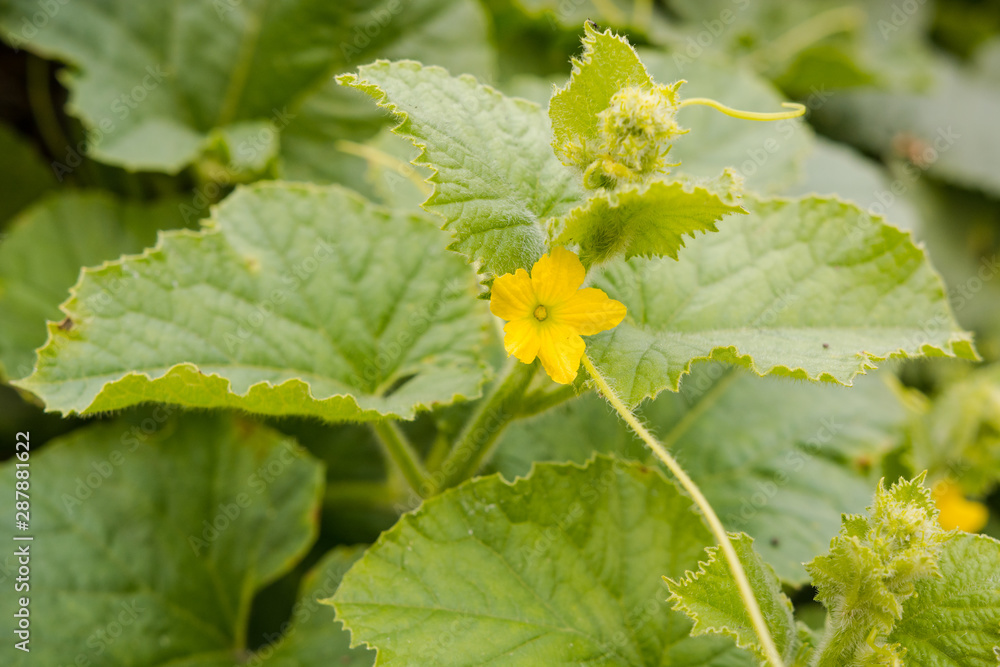 cucumbers in the garden. fresh vegetables. young cucumbers. vegetables in the garden. to grow natural products.