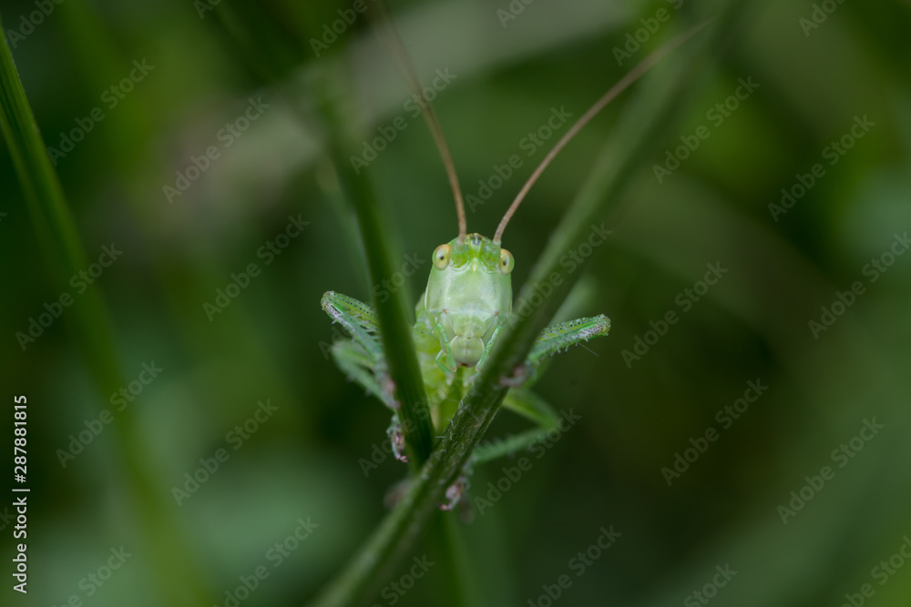 Pequeño saltamontes de color verde sujeto a dos briznas de hierba. Foto macro. Pequeño saltamontes de color verde sujeto a dos briznas de hierba. Foto macro.