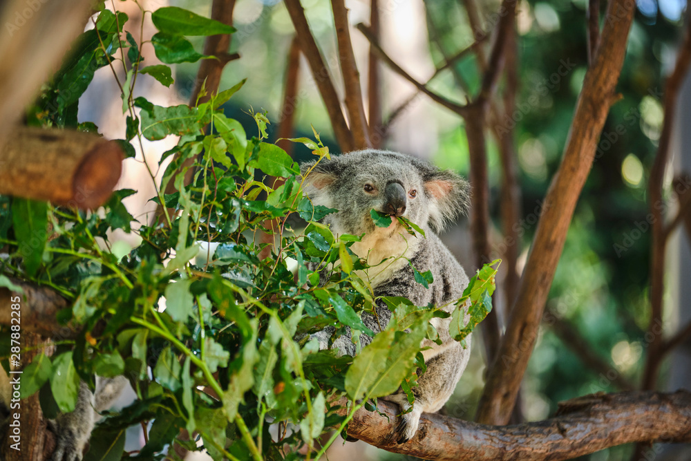 Baby koala climbing and eating around a tree with eucalyptus leaves Baby koala climbing and eating around a tree with eucalyptus leaves