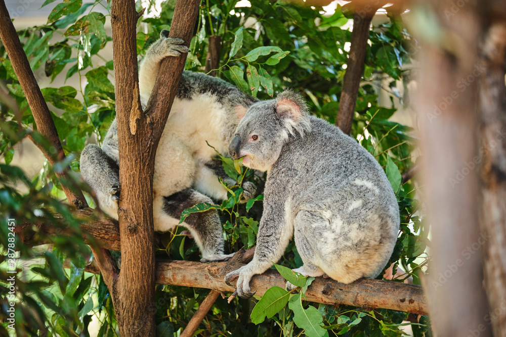 Fototapeta premium Baby koala climbing and eating around a tree with eucalyptus leaves