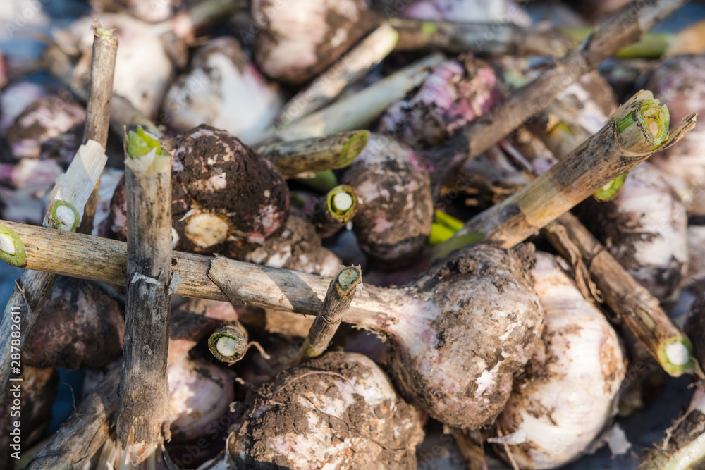 heads of garlic. garlic background. dig out garlic from the ground. autumn harvest. grow garlic in the country. to dry the dug garlic.