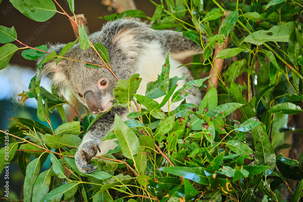 Fototapeta premium Baby koala climbing and eating around a tree with eucalyptus leaves