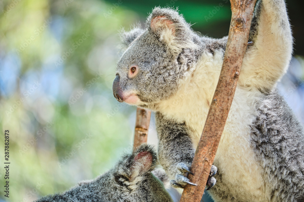 Baby koala climbing and eating around a tree with eucalyptus leaves Baby koala climbing and eating around a tree with eucalyptus leaves